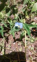 Commelina erecta