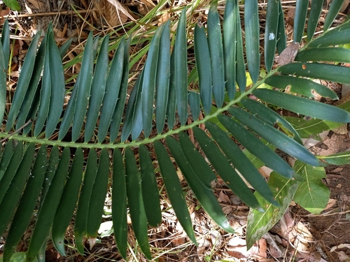 Encephalartos manikensis, photograph 4