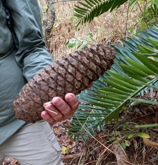 Encephalartos manikensis, photograph (c) i_c_riddell, some rights reserved (CC BY)