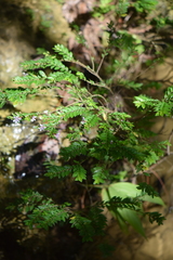 Cuphea hyssopifolia image