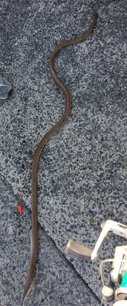 Langsnuit-slangaal (Ophisurus macrorhynchos) — Ophichthidae