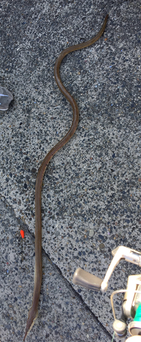Longnosed snake eel (Ophisurus macrorhynchos) — Ophichthidae
