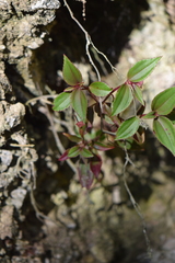 Image of Arthrostemma parvifolium