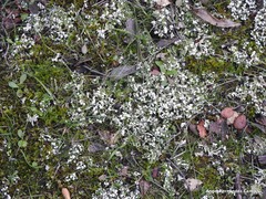 Cladonia foliacea