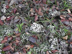 Cladonia foliacea