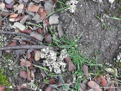 Cladonia foliacea