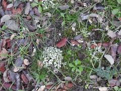 Cladonia foliacea