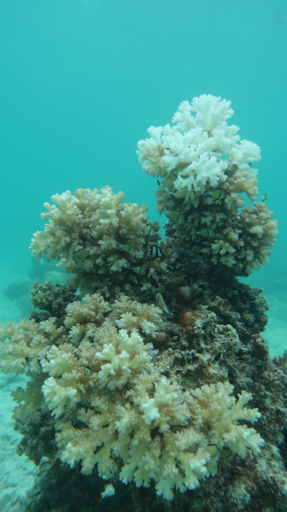 Photo of Cauliflower coral (Pocillopora damicornis)