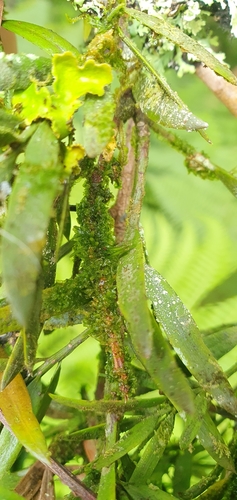 Dendroceros observed 2025-09-25