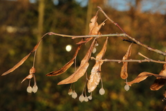 Tilia × europaea