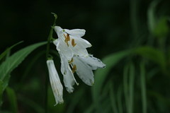 Paradisea liliastrum