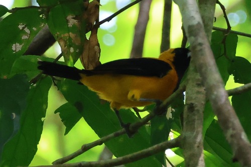 Yellow-backed Oriole (Icterus chrysater), photo 9
