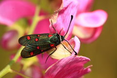 Zygaena lavandulae