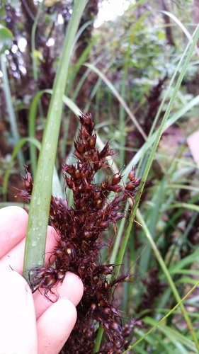 Gahnia vitiensis
