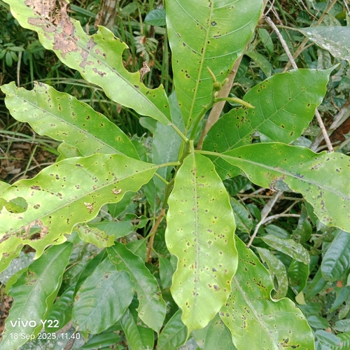 Gluta observed 2025-09-18