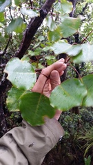 Cheirodendron trigynum