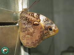 Opsiphanes quiteria meridionalis