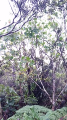 Cheirodendron trigynum