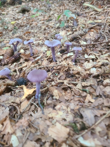 Violetter Lacktrichterling