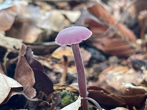 Violetter Lacktrichterling