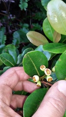 Syzygium sandwicense