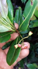 Syzygium sandwicense