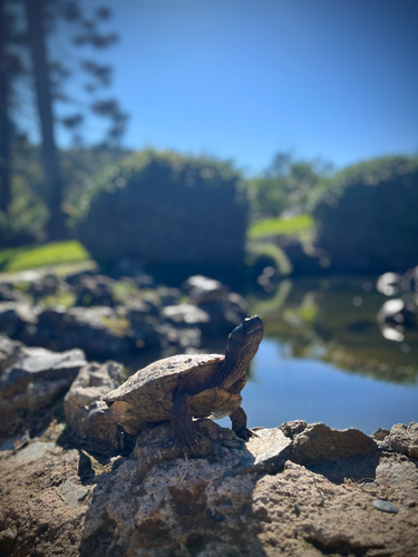 Trachemys scripta