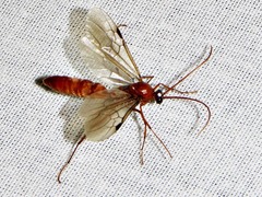 Streblognathus peetersi