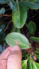 Syzygium sandwicense