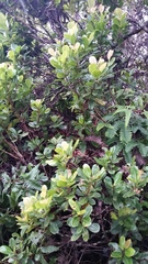 Syzygium sandwicense