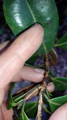 Syzygium sandwicense