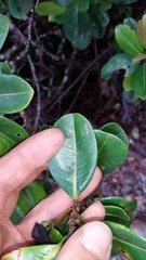 Syzygium sandwicense