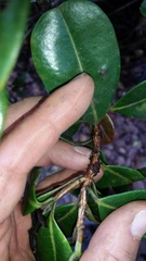 Syzygium sandwicense