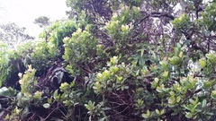 Syzygium sandwicense