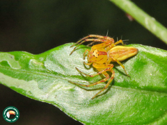 Oxyopes incertus