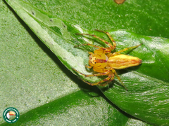 Oxyopes incertus