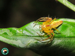 Oxyopes incertus