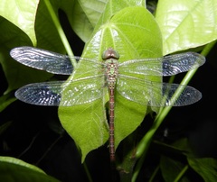 Triacanthagyna septima