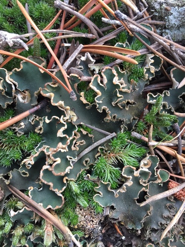 veinless pelt lichen