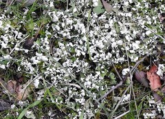 Cladonia foliacea