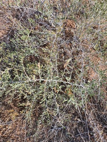 Nitraria sibirica (Nitraria sibirica)