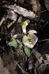 Chiloglottis gunnii