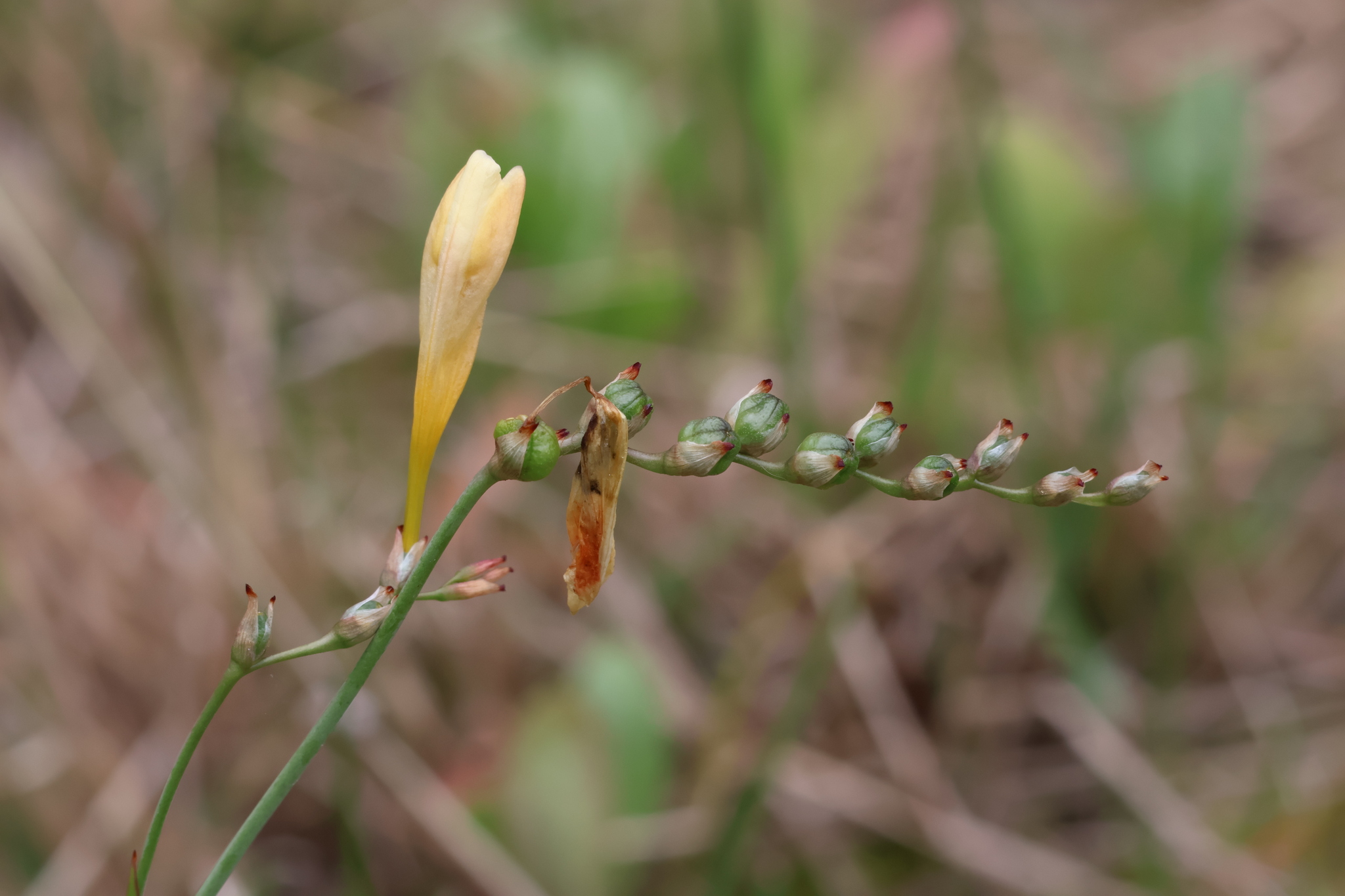 Imagem de freesia
