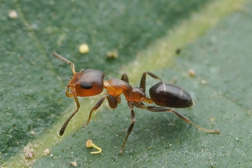Turneria bidentataTurneria bidentata