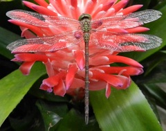 Triacanthagyna septima