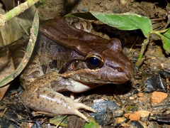 Leptodactylus bolivianus