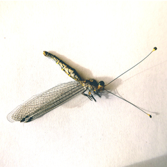 Suhpalacsa subtrahens