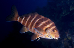 Chirodactylus spectabilis