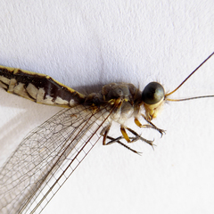 Suhpalacsa subtrahens