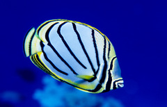 Chaetodon meyeri